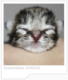 FIN*Iloinen European Shorthair kitten