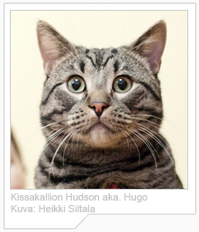 EUR n24 eurooppalaiskissa Kissakallion Hudson Hugo European Shorthair cat 