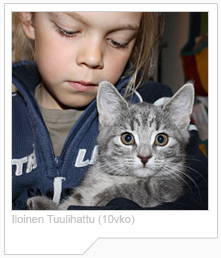 FIN*Iloinen Tuulihattu EUR a23 European short hair cat